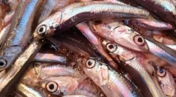 تباين أسعار المرجان والمغازل في أسواق السمك داخل محافظة الإسكندرية اليوم